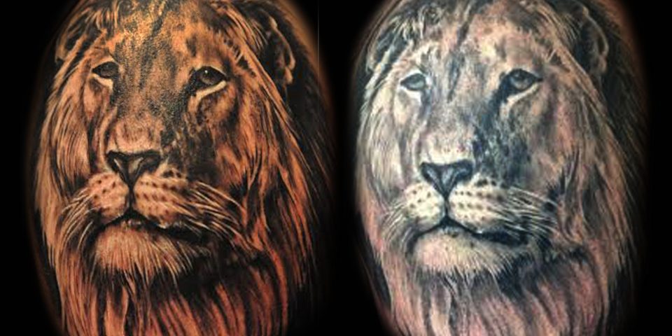 Jason Adkins – Lion – fresh-healed 8 x 10 300 dpi